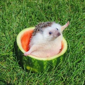 Meet your Posher, Mackenzie